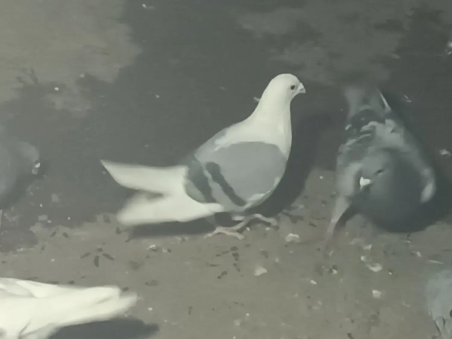 کفترپشت گراف اصل ذات دار پاک پاک|پرنده|مشهد, نیزه|دیوار