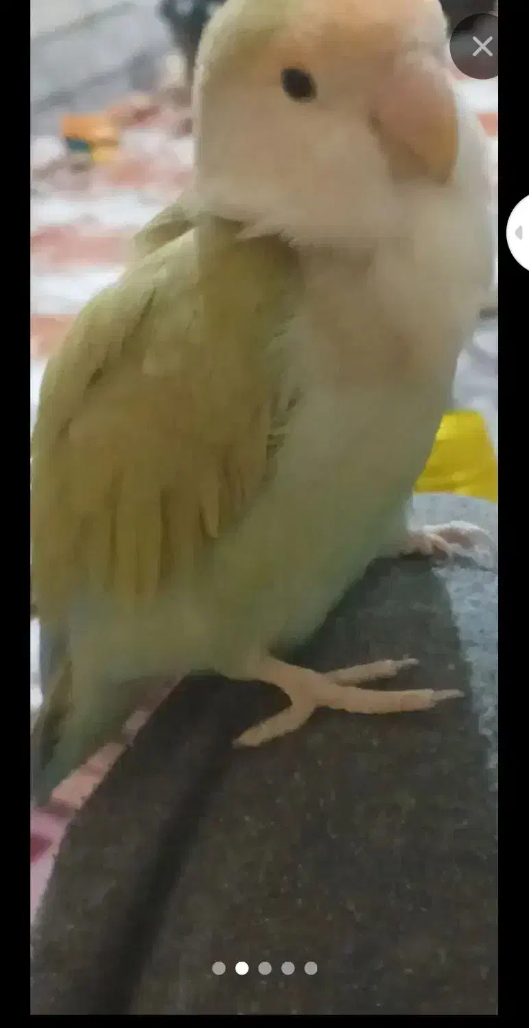 گمشد طوطی کوتوله برزیلی.|پرنده|قم, انصار‌الحسین|دیوار