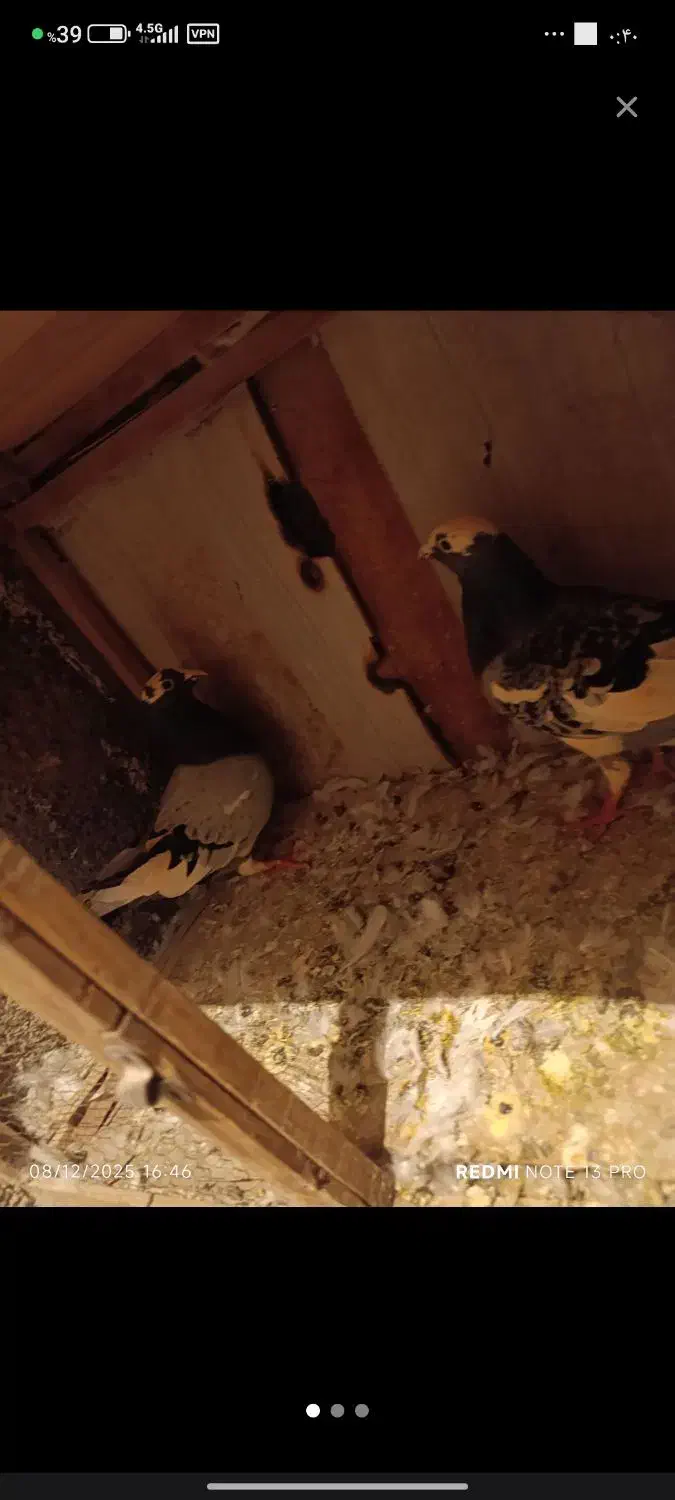 کفتر آلمانی|پرنده|بومهن, |دیوار