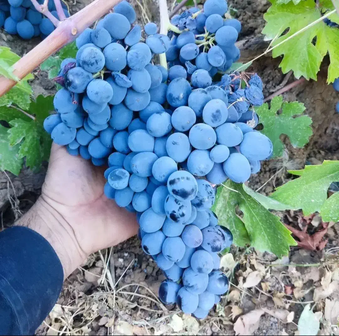 مرغوب ترین ارقام میوه در نهالستان غرب نهال|خدمات باغبانی و درختکاری|ساری, |دیوار