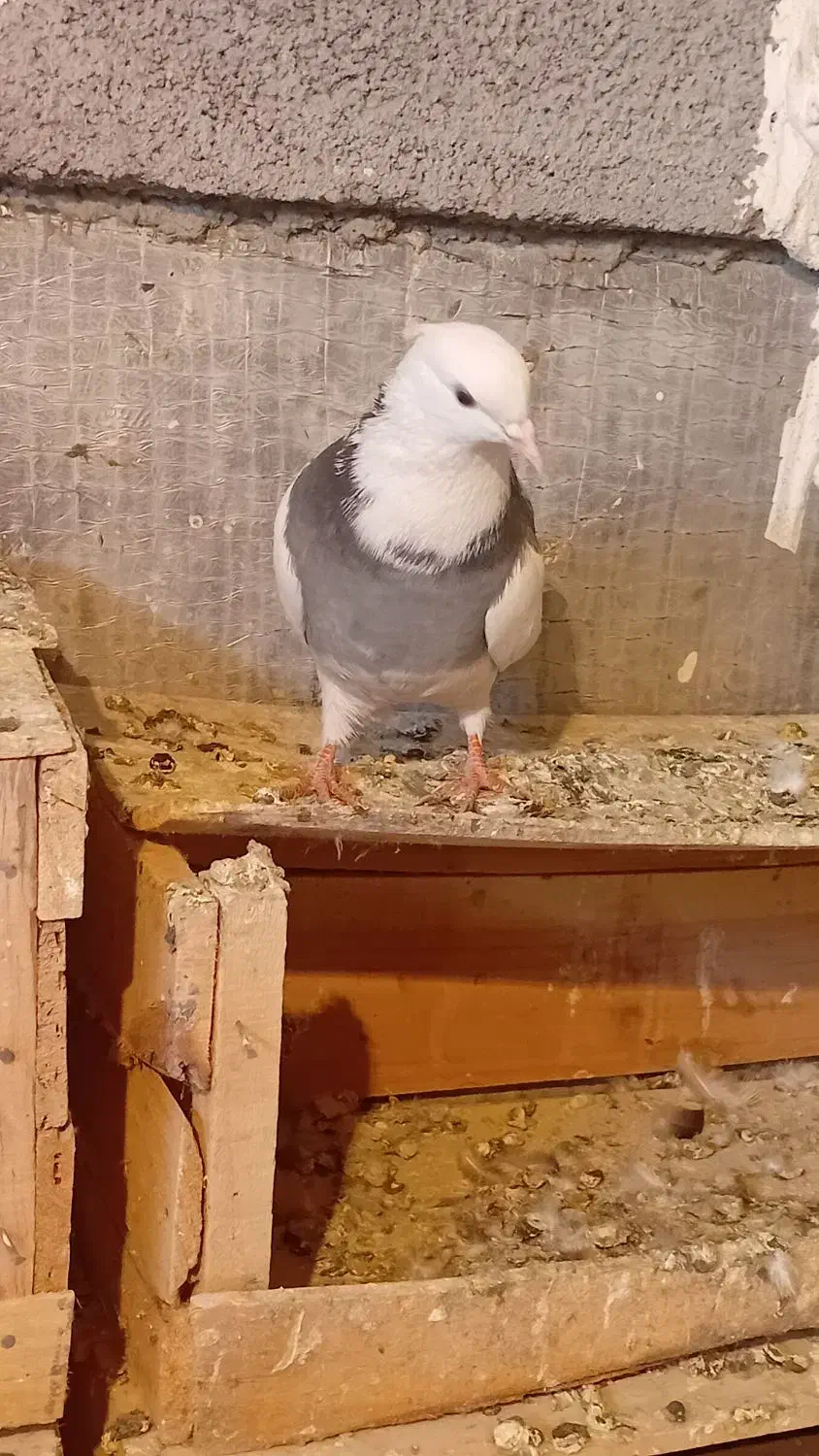 دوتاکفترگرفتنی|پرنده|همدان, |دیوار