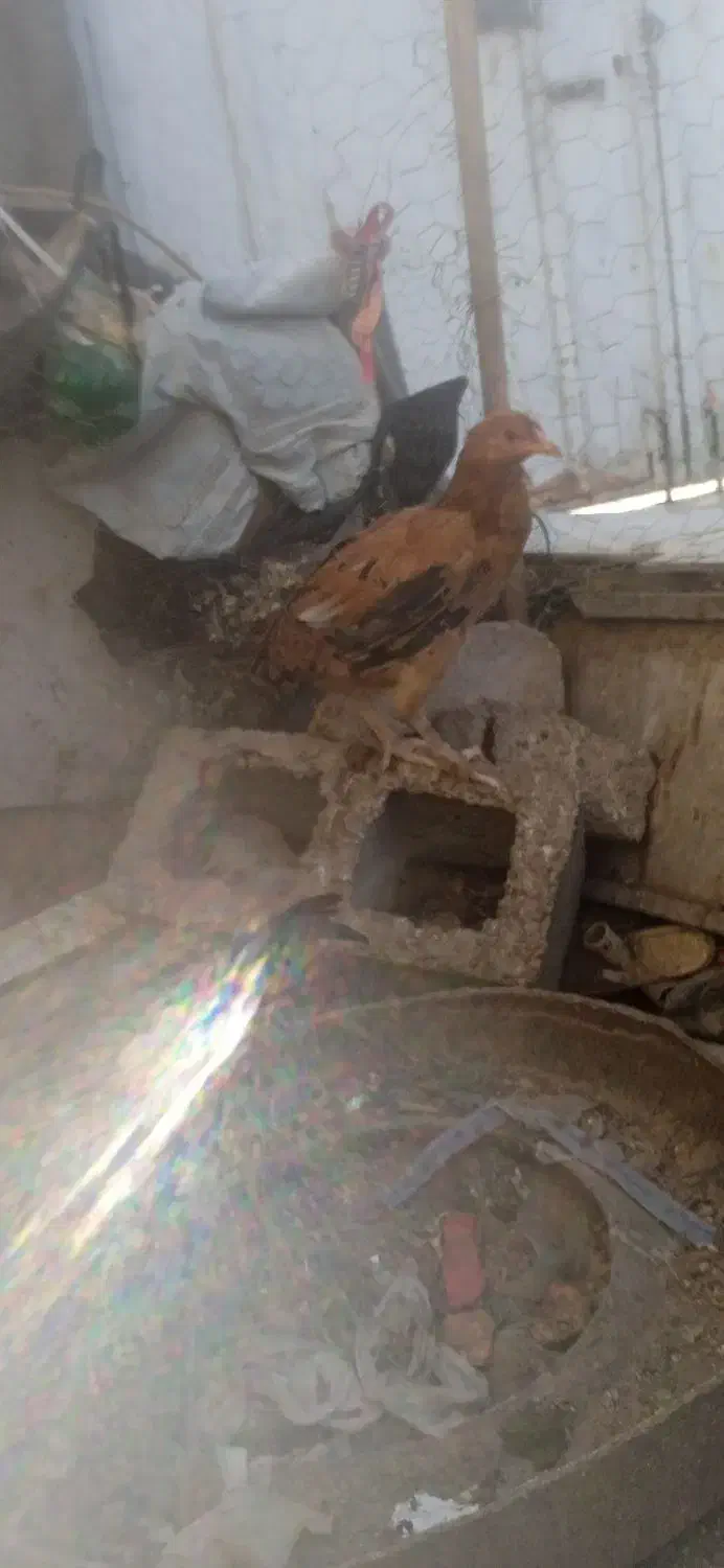 جوجه محلی|حیوانات مزرعه|خمک, |دیوار