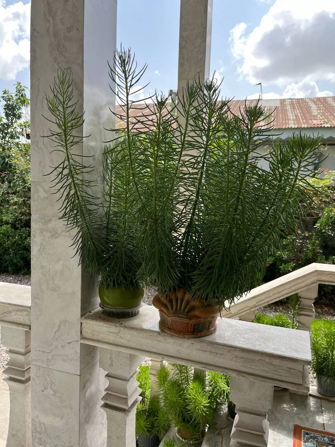 گل خارجی|گل و گیاه طبیعی|رشت, گلباغ نماز|دیوار