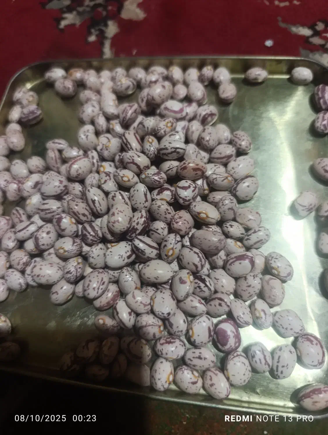 لوبیا چیتی|خوردنی و آشامیدنی|شیراز, بریجستون|دیوار