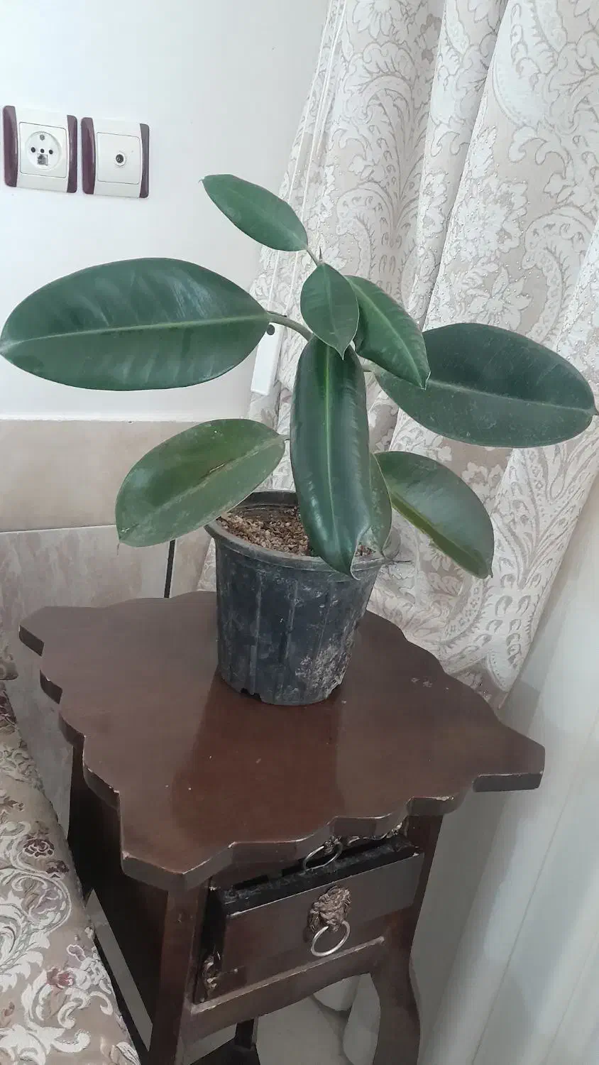 گلطبیعی|گل و گیاه طبیعی|کاشمر, |دیوار