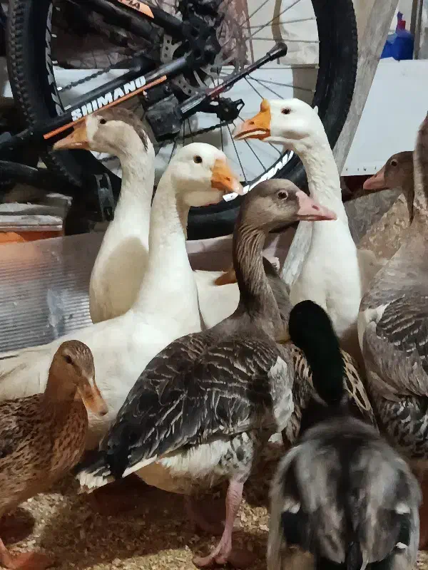 قو غاز|حیوانات مزرعه|ارومیه, |دیوار