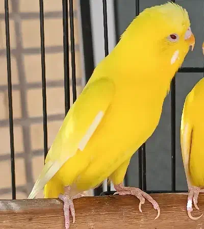 مرغ عشق تک رنگ|پرنده|قم, اسمعیل آباد|دیوار