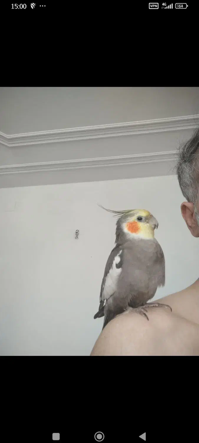 گمشده 6/13|حیوانات|شیراز, فخرآباد (دروازه کازرون)|دیوار