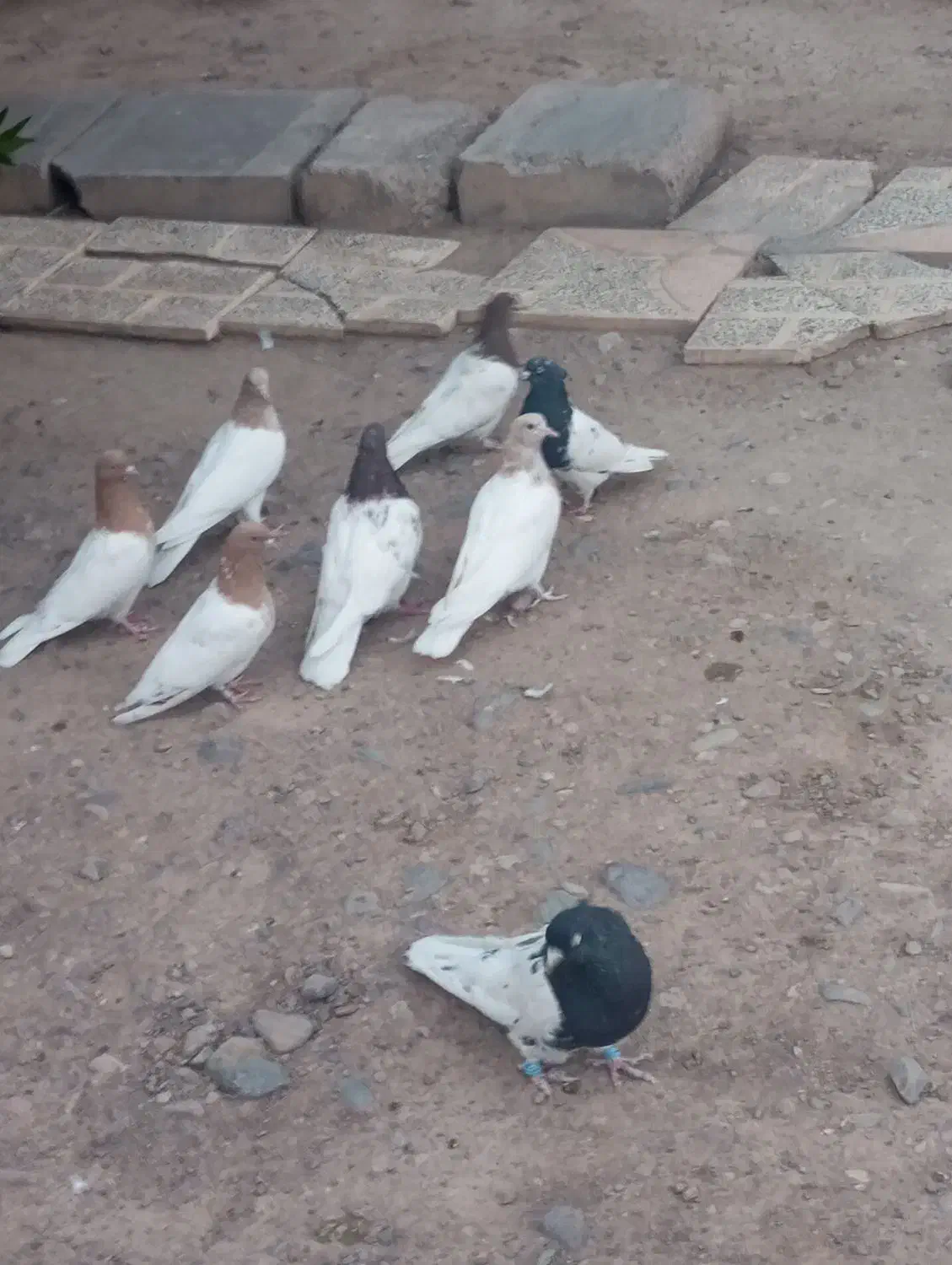 کبوتر|پرنده|بم, |دیوار