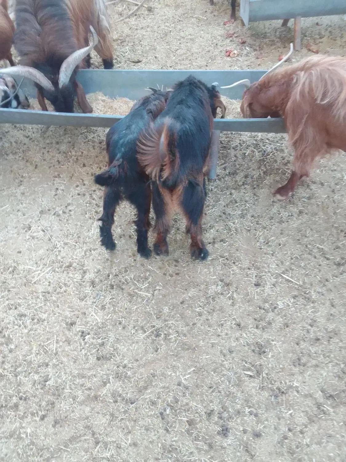 کهره برای فروش|حیوانات مزرعه|زرین دشت (فارس), |دیوار