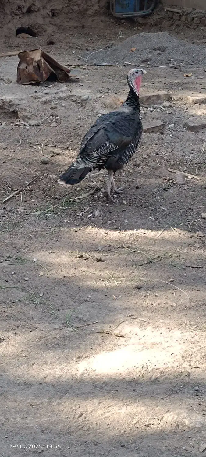 بوقلمون ماده تخمی|حیوانات مزرعه|بم, |دیوار