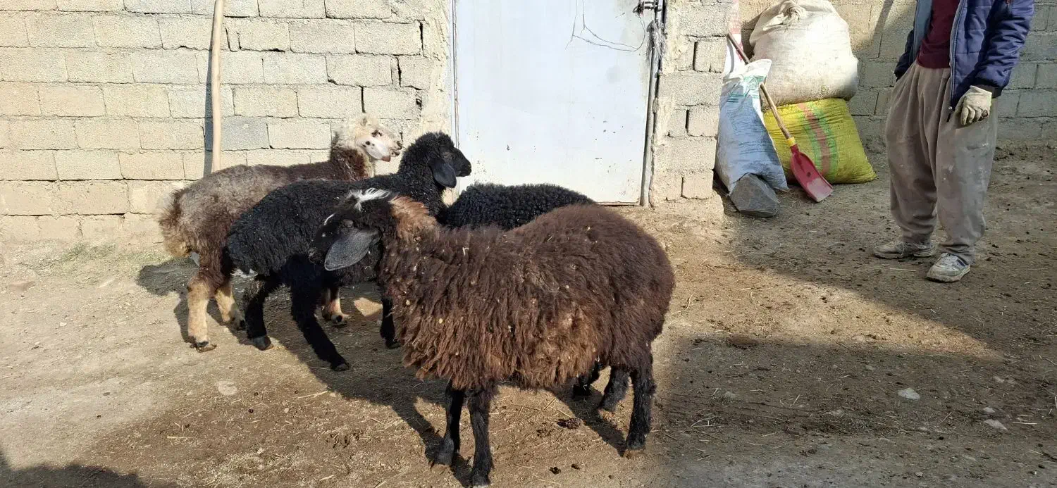 ۴راس بره برای فروش|حیوانات مزرعه|مهاباد (آذربایجان غربی), |دیوار