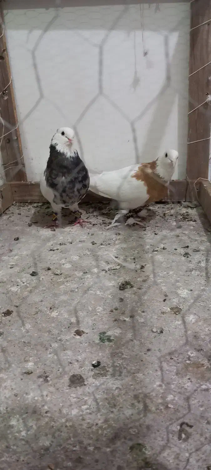 کفتر جفتگاه|پرنده|مه ولات, |دیوار