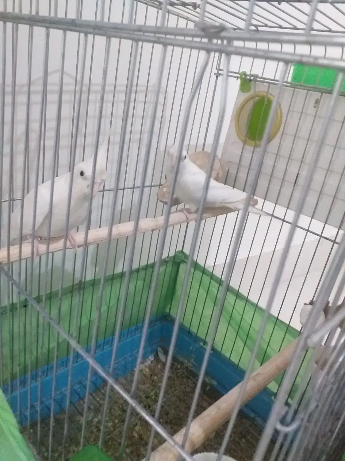 عروس هلندی|پرنده|سرپل ذهاب, |دیوار