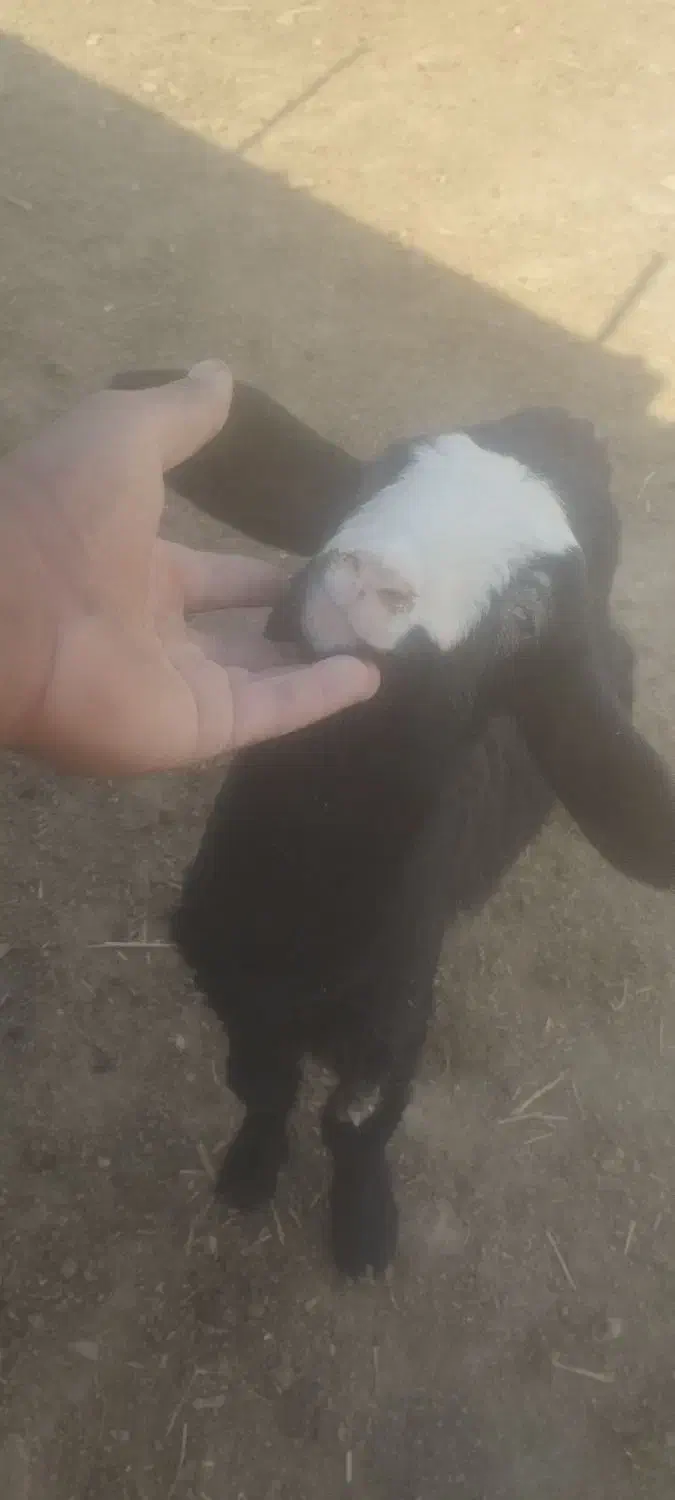 بره شیری درشت|حیوانات مزرعه|رامند, |دیوار