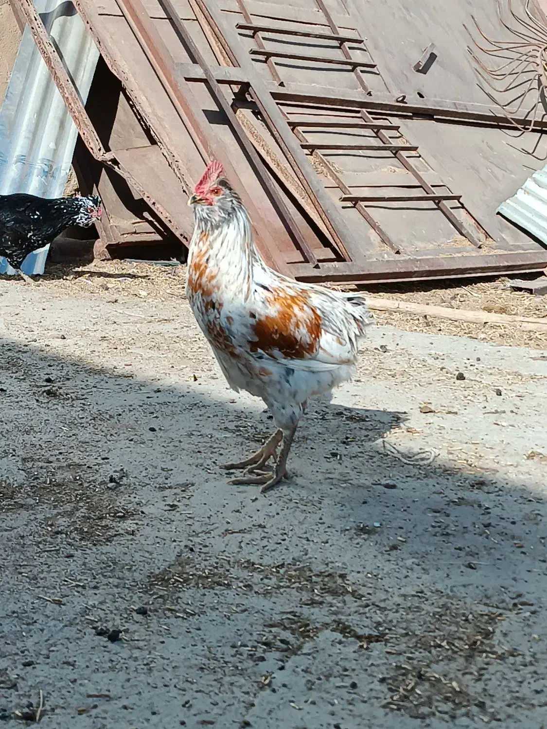 فروش خروس جوان و زیبا جهت قربانی کردن و نسل کشی|حیوانات مزرعه|معصومیه, |دیوار