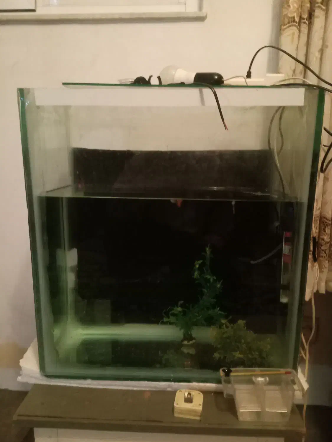 اکواریوم|ماهی|اردبیل, |دیوار