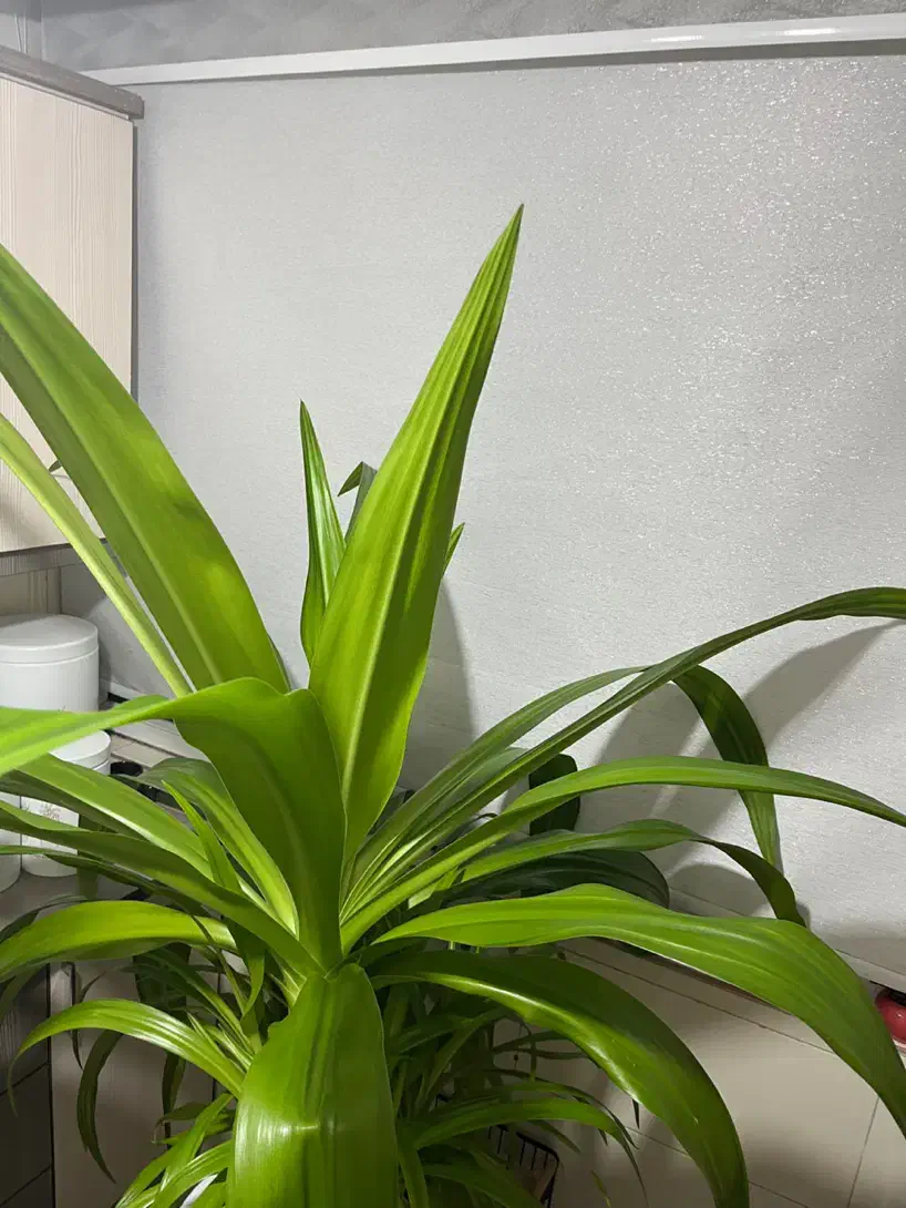 گل طبیعی|گل و گیاه طبیعی|تهران, افسریه شمالی|دیوار