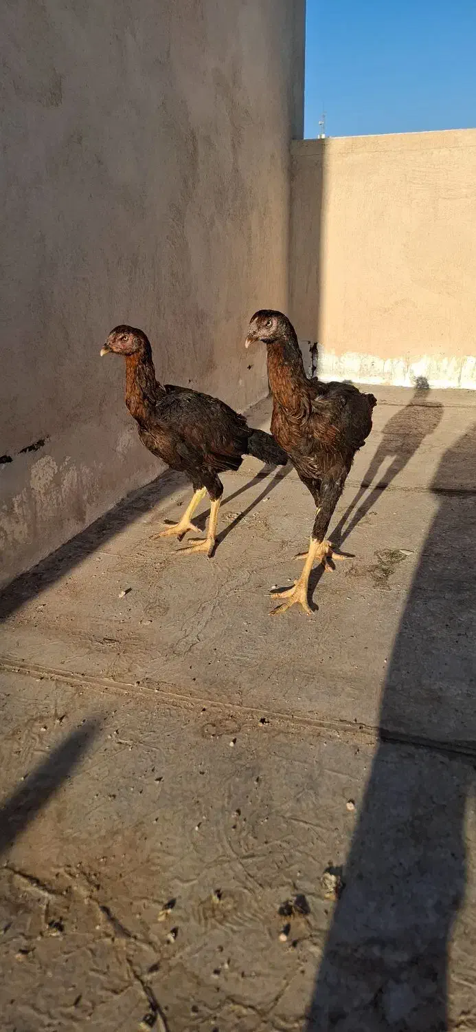 مرغ لاری|حیوانات مزرعه|قم, سنگ بند|دیوار