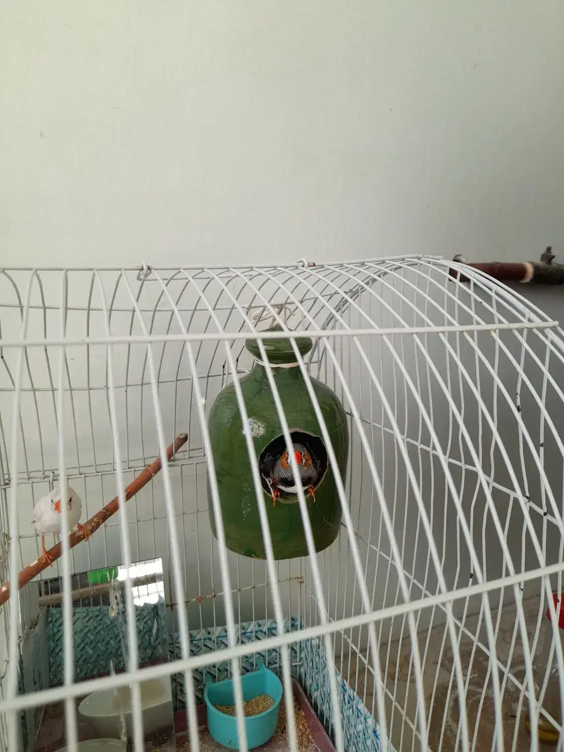 نفج نر وماده|پرنده|زبرخان, |دیوار