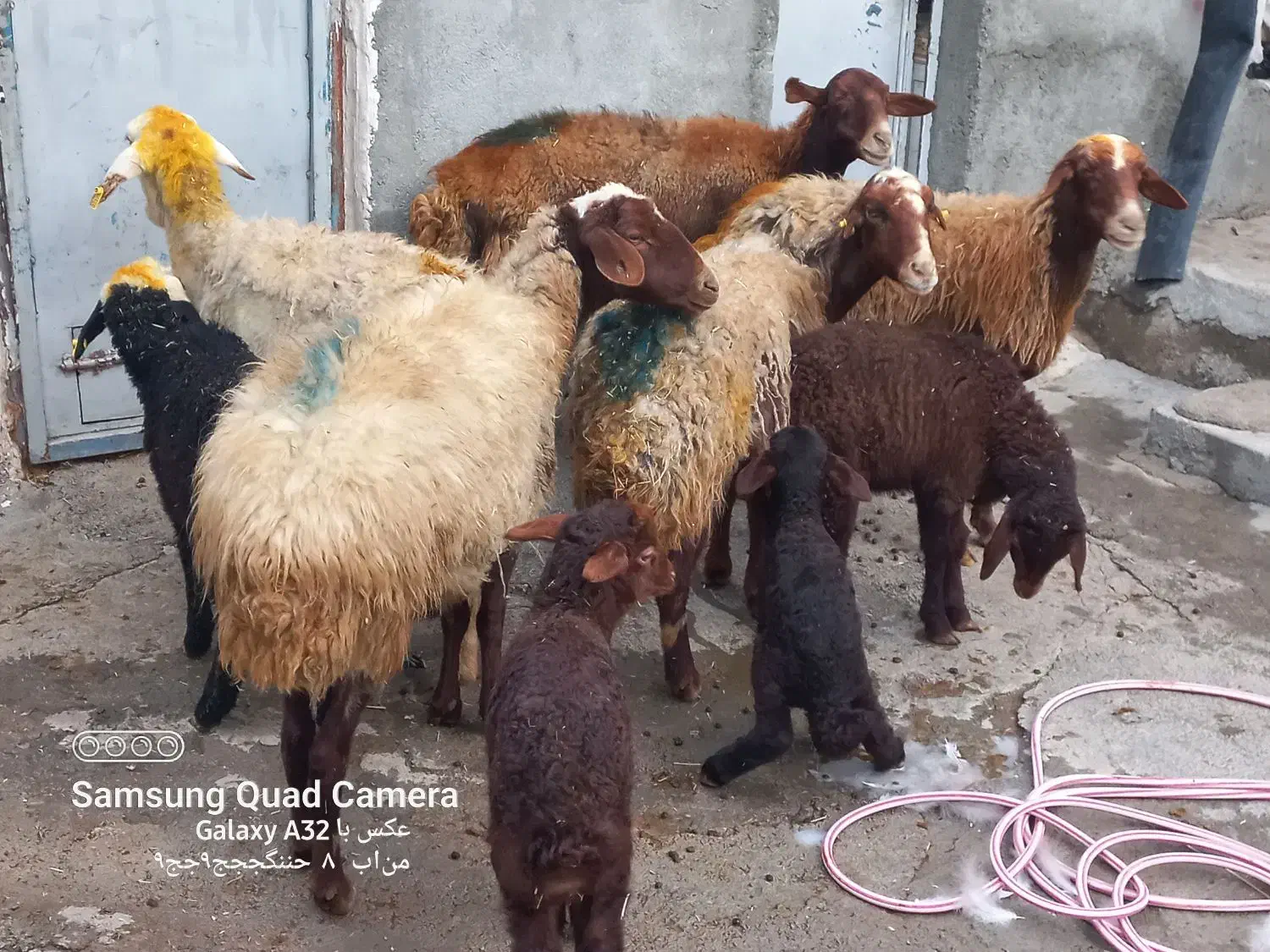 گوسفندبا بره داشتی|حیوانات مزرعه|کوزران, |دیوار