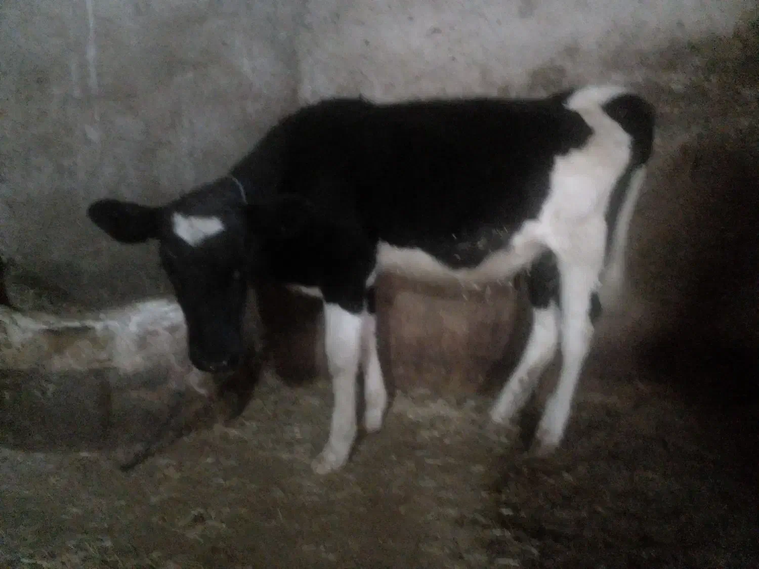 گوساله ماده|حیوانات مزرعه|ایجرود, |دیوار