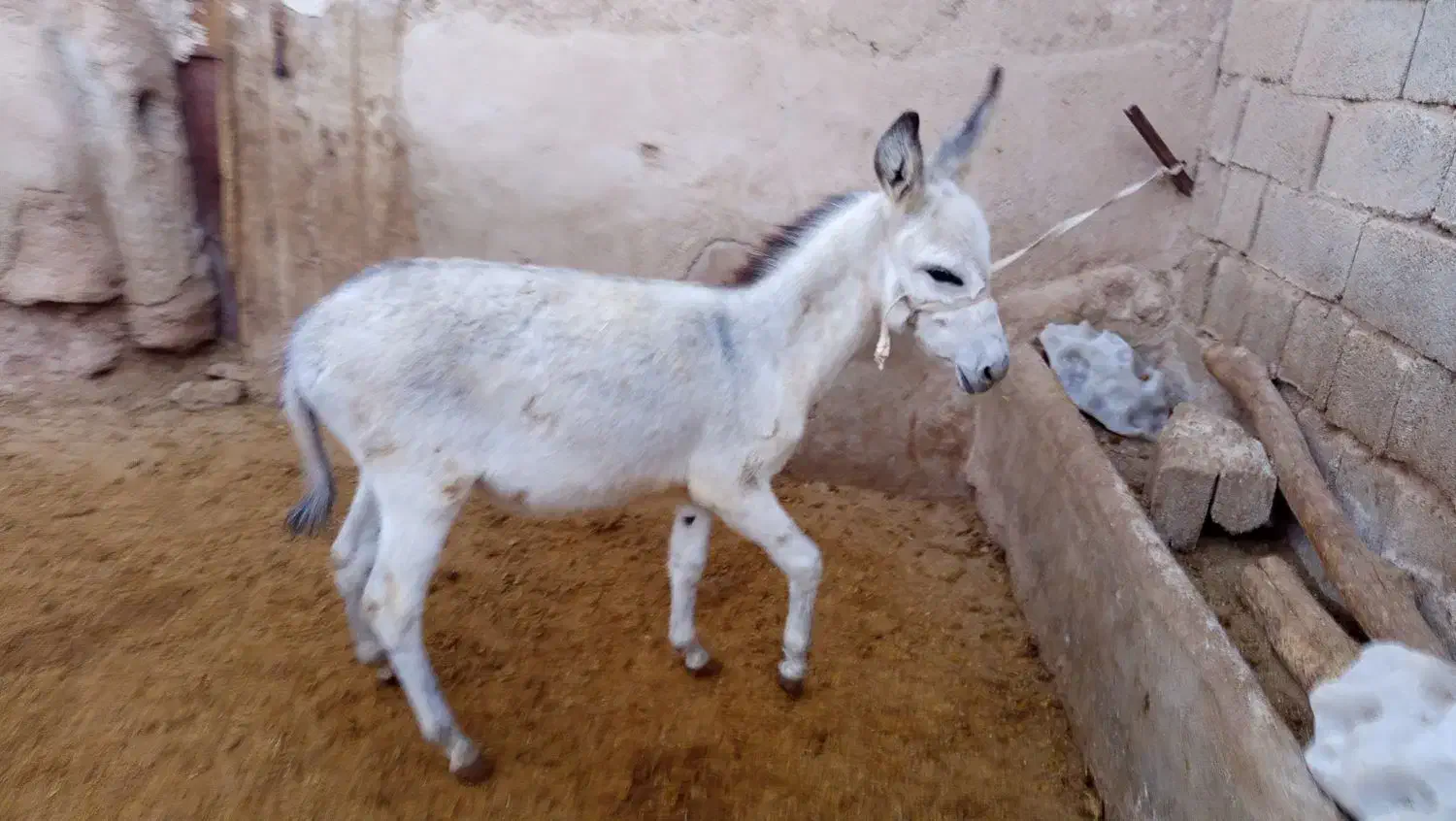 فروش کره الاغ نر.خر|حیوانات مزرعه|درگزین, |دیوار
