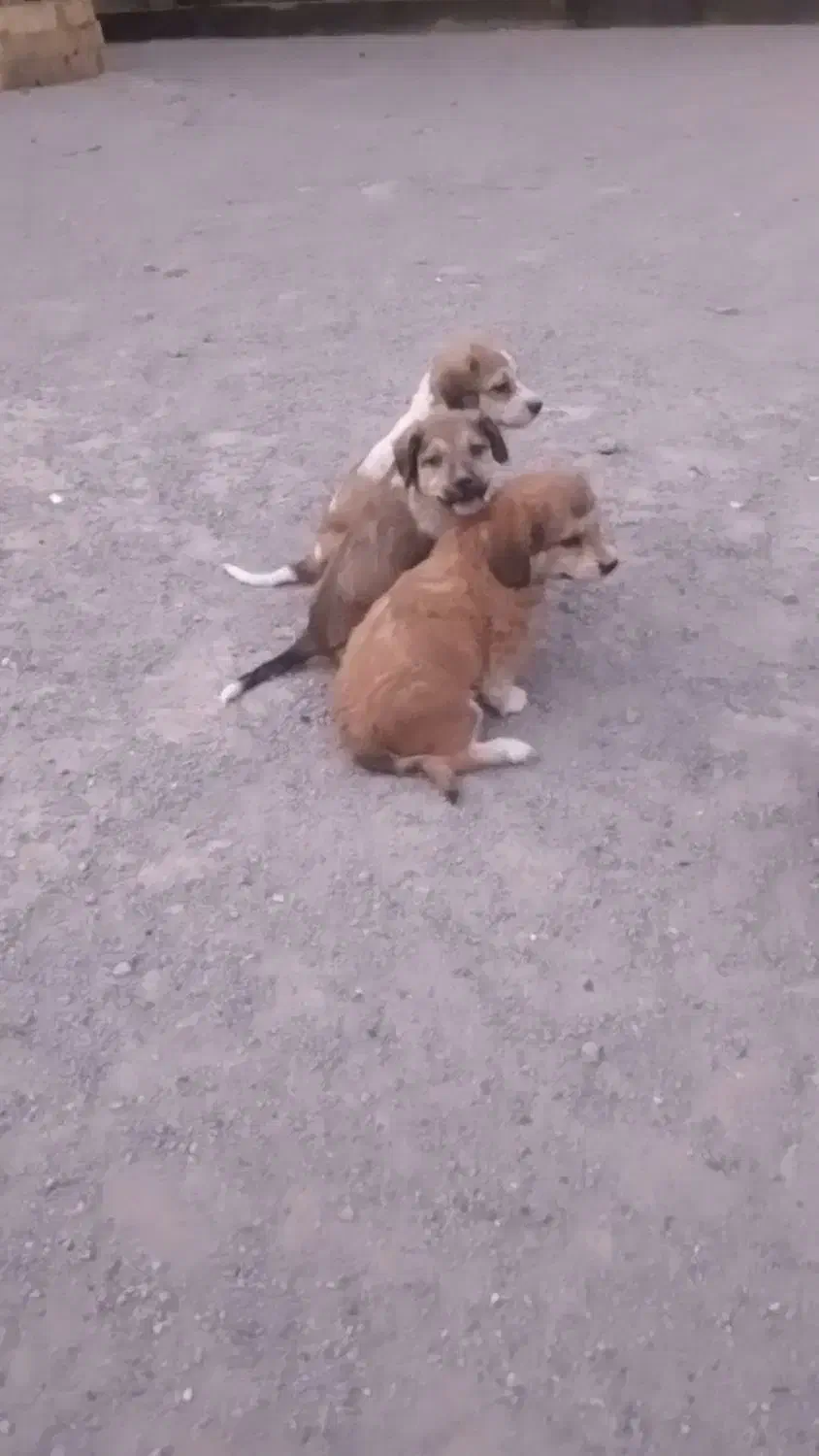 سگ پاکوتاه|سگ|مشهد, هنرستان|دیوار