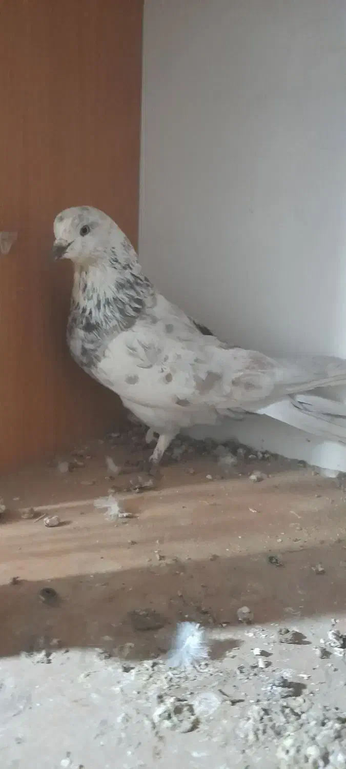 کبوتر|پرنده|ابهر, |دیوار