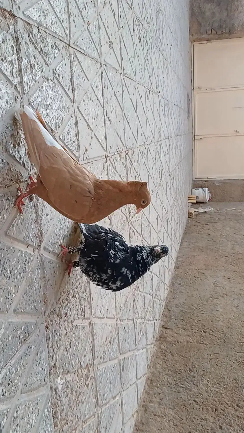 جفت دم سفید|پرنده|اسفراین, |دیوار