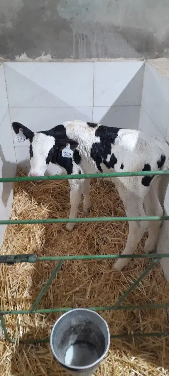 فروش گوساله شیری وقطع شیر درجه یک|حیوانات مزرعه|فشاپویه, |دیوار