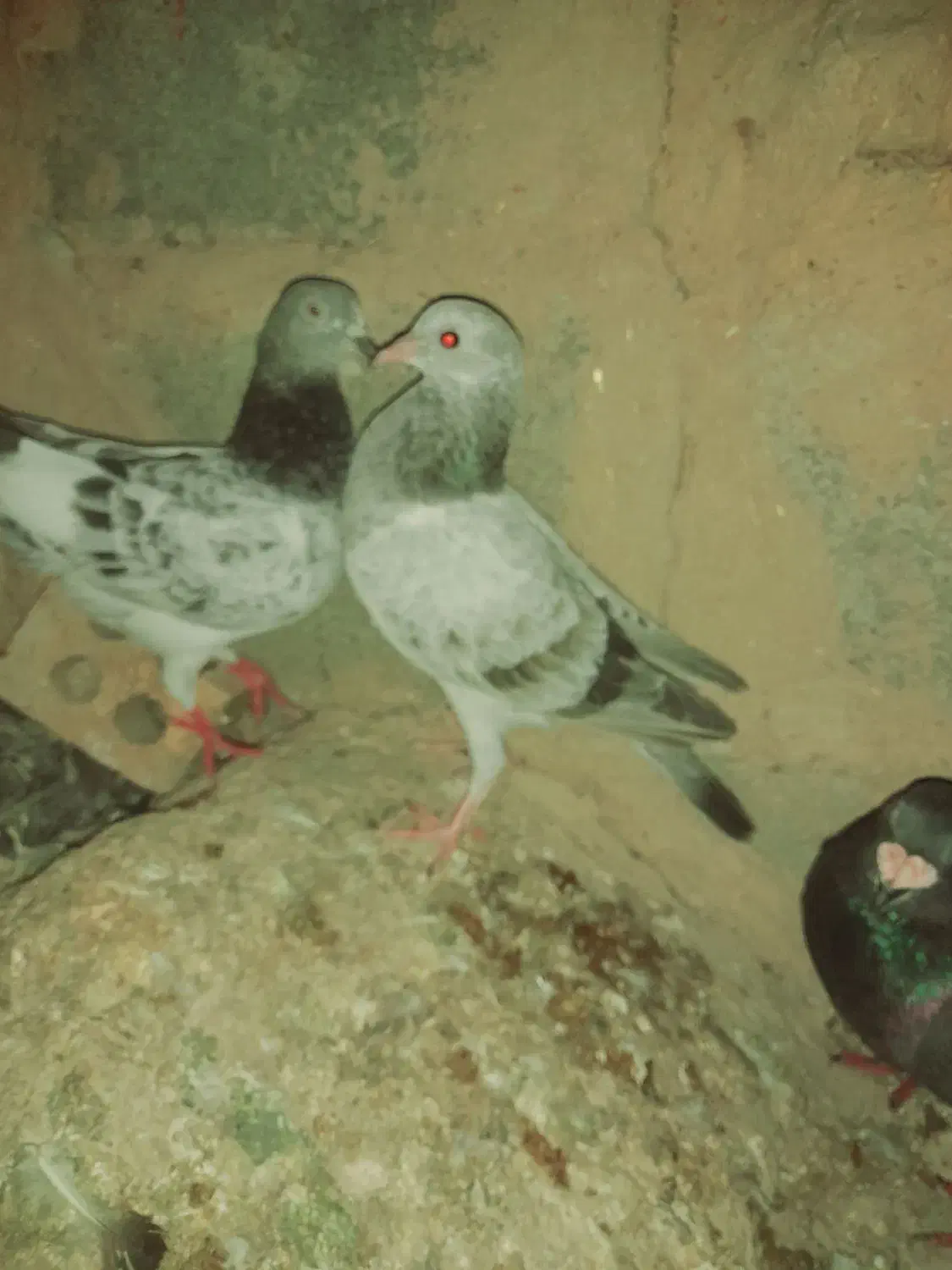 معاوضه یا فروشی|پرنده|فراغی, |دیوار