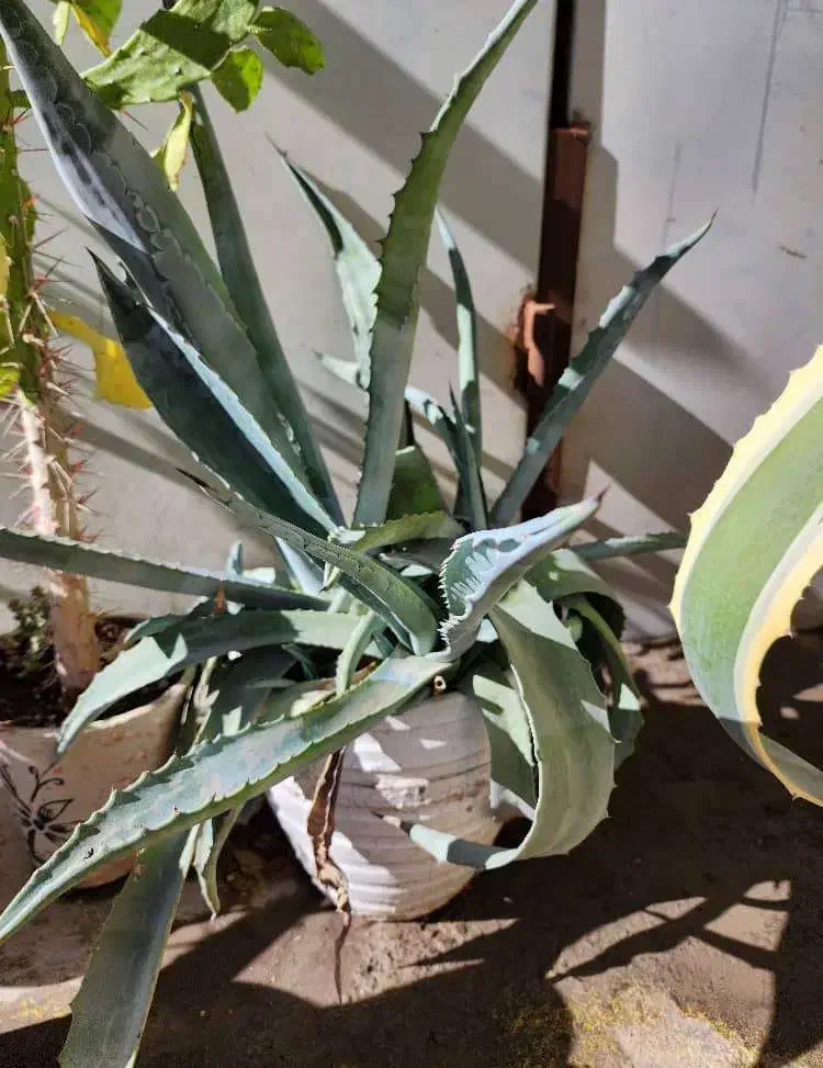 فروش گل|گل و گیاه طبیعی|قدس, هفت جوی|دیوار