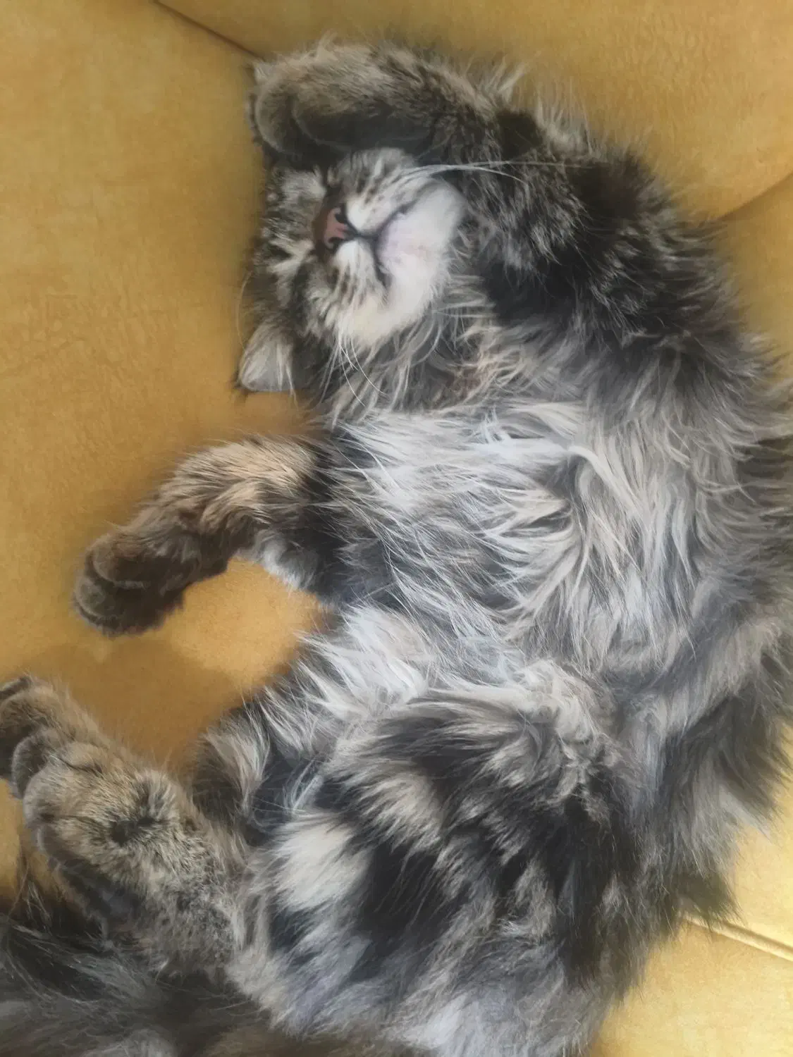 گربه|گربه|یزد, |دیوار