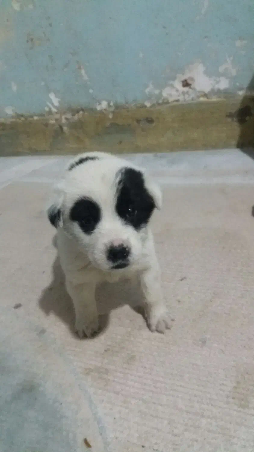 واگذاری قدرجونی|سگ|مسجد سلیمان, |دیوار