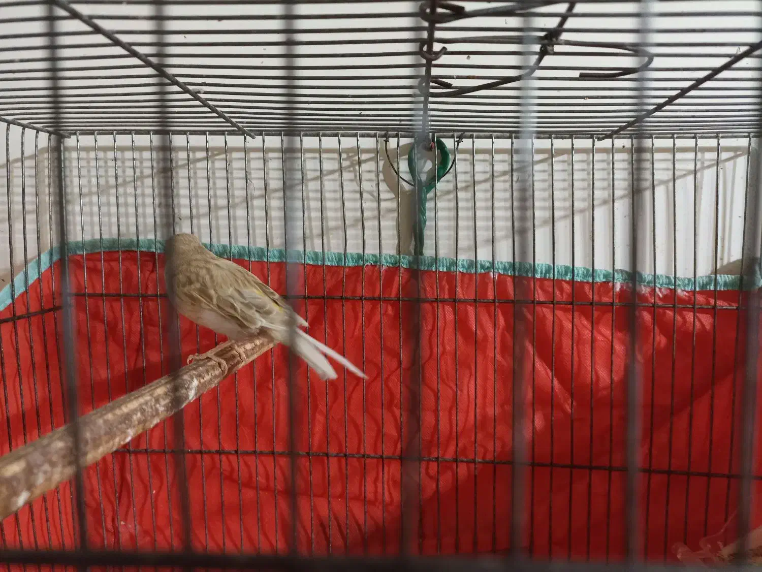 قناری آهویی ماده|پرنده|شیراز, شاهجیان|دیوار