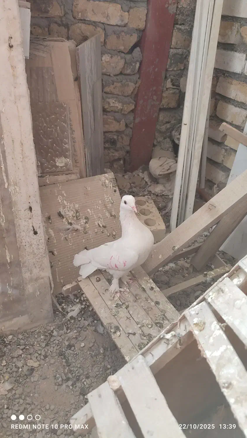 6عدد صید و کفتر بوم|پرنده|مشهد, کارمندان دوم|دیوار