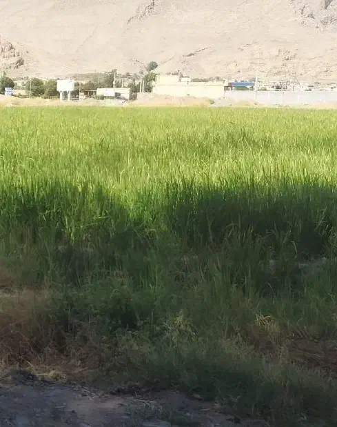 شلتوک|خوردنی و آشامیدنی|سیدان, |دیوار