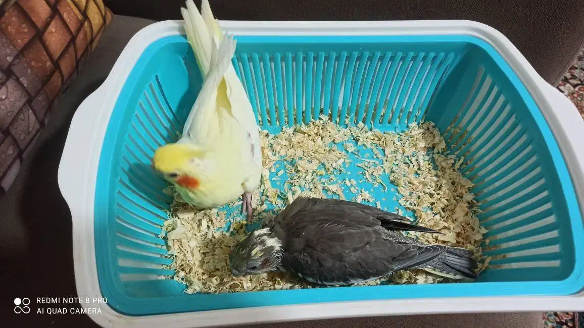 عروس هلندی|پرنده|پرند, فاز ۴|دیوار