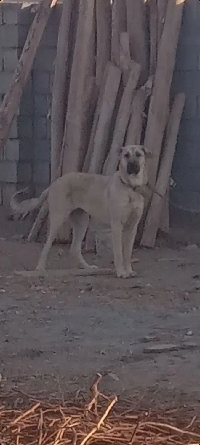 واگذاری|سگ|قره چای, |دیوار