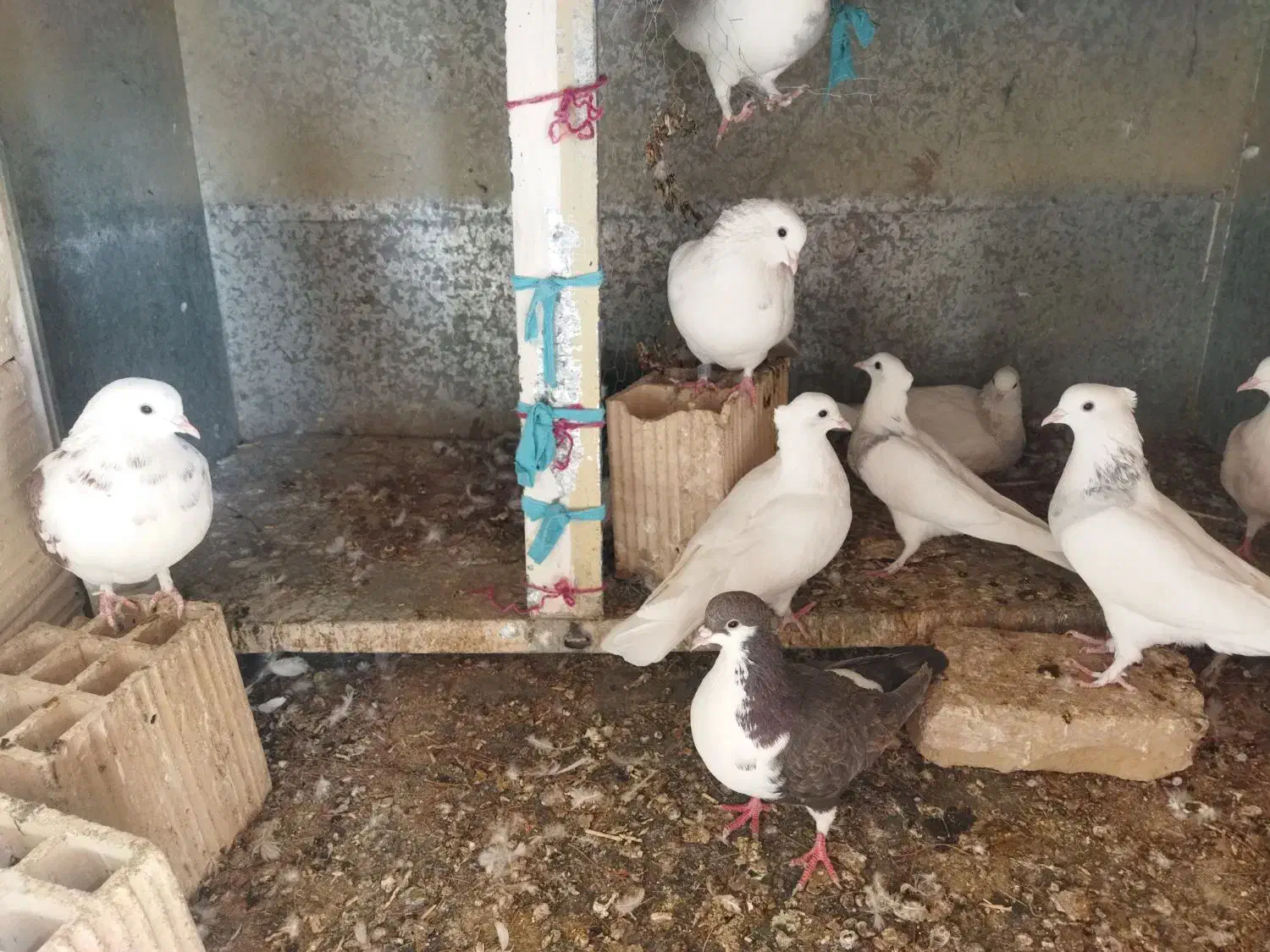 چند عدد کفتر|پرنده|مه ولات, |دیوار