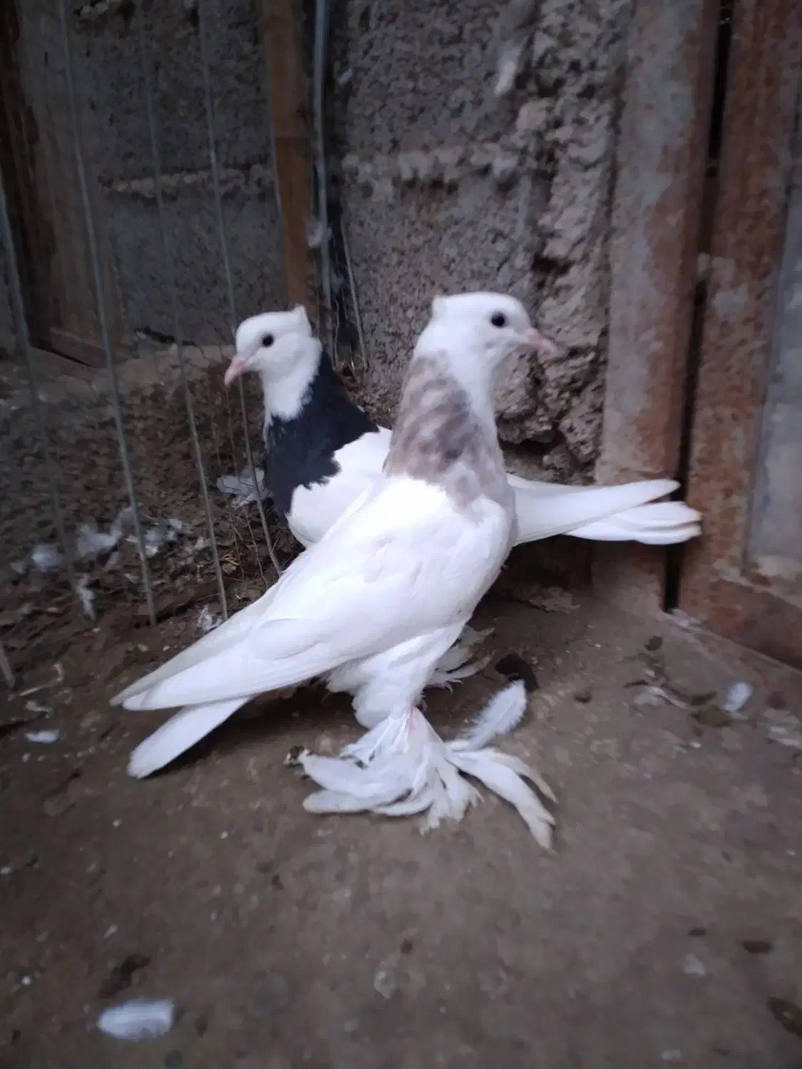 کبوتر طوقی پرپا بلند فروشی|پرنده|بابل, |دیوار