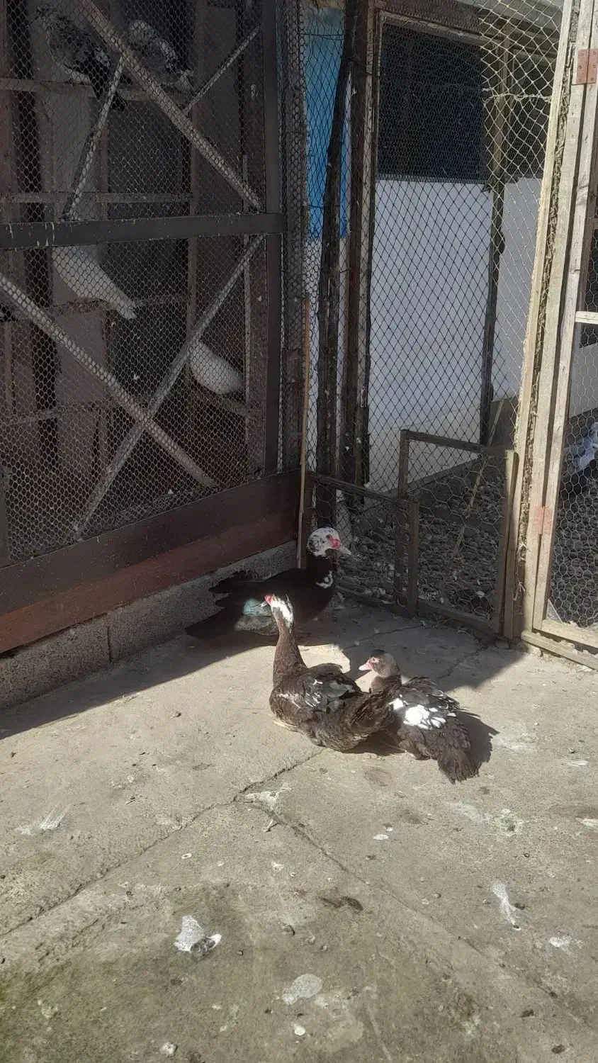 ۳عدد اردک|حیوانات مزرعه|رشت, حومه رشت|دیوار