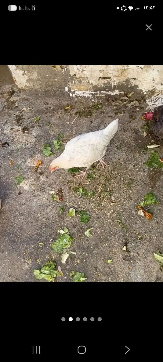 مرغ سفید|حیوانات مزرعه|رباط‌کریم, الارد|دیوار