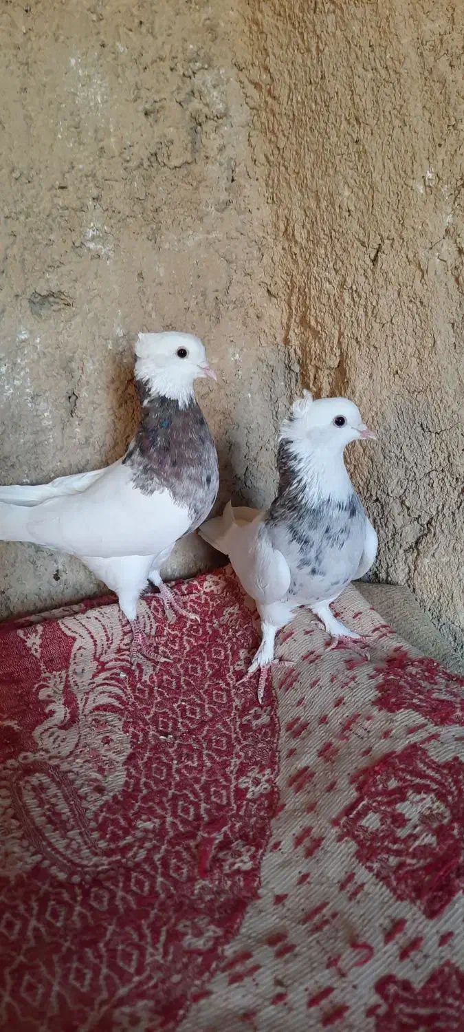 کبوتر|پرنده|شیراز, حومه شیراز|دیوار