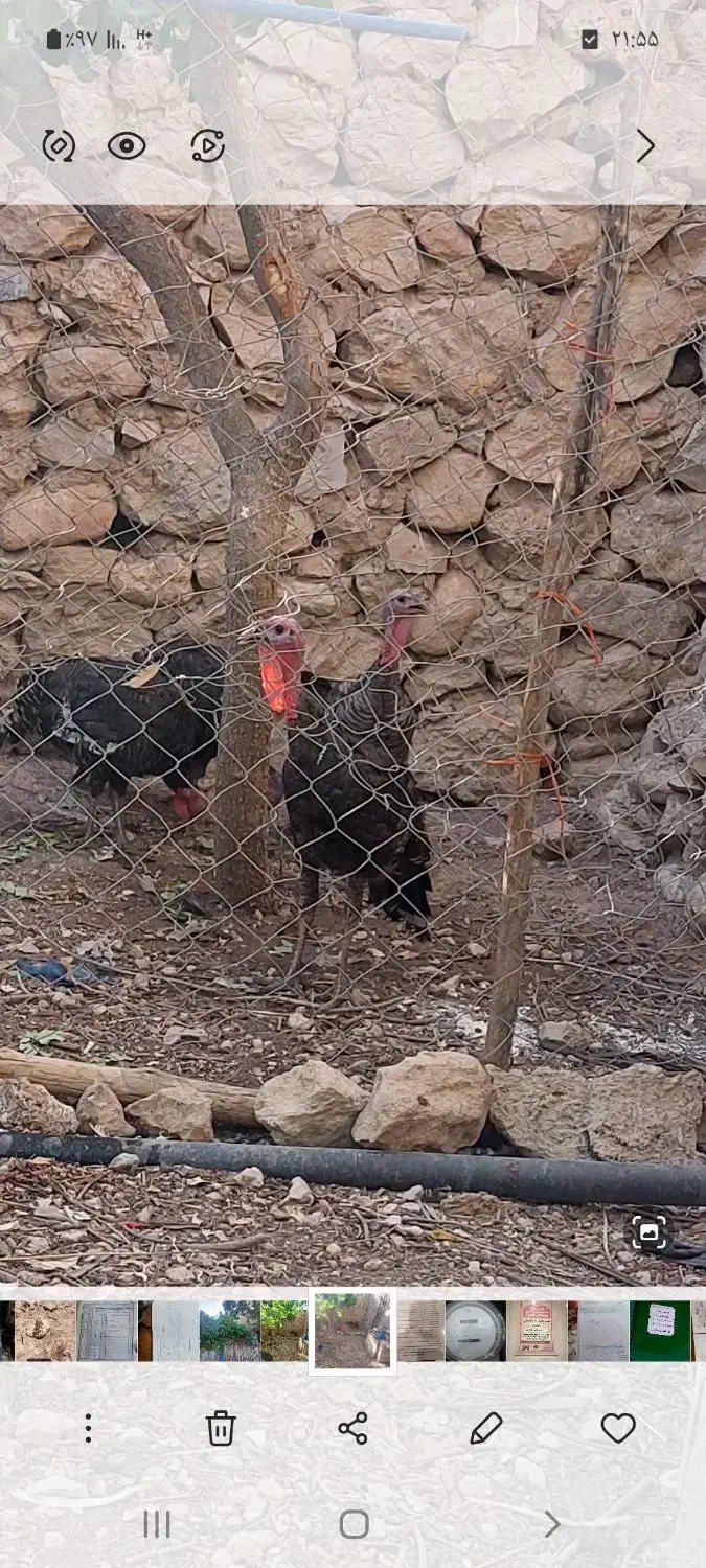 تخم نطفه دار بوقلمون|حیوانات مزرعه|شیراز, کوشک میدان|دیوار