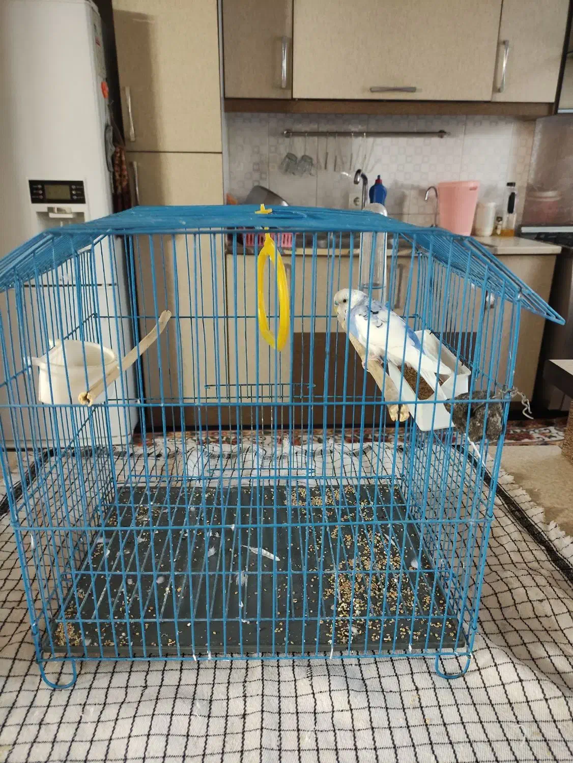 سلام مرغ عشق|پرنده|ساوه, |دیوار