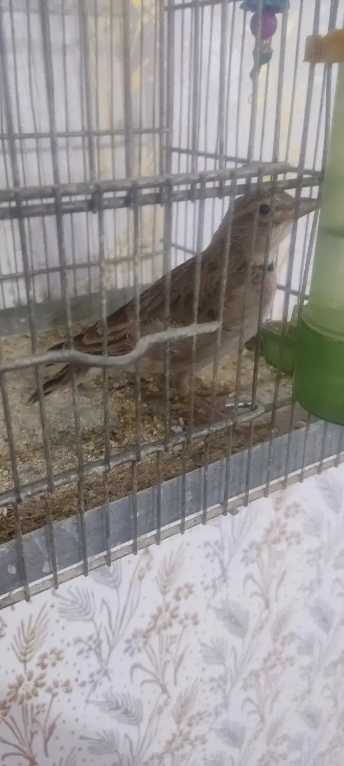 سهره خاکی|پرنده|بروجرد, |دیوار