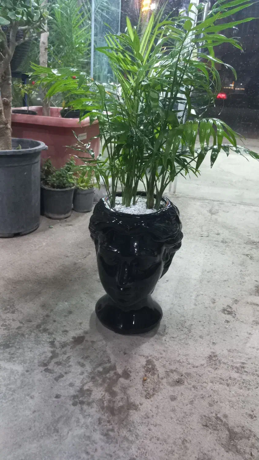 گل هدیه روز مادر|گل و گیاه طبیعی|نیشابور, هفده شهریور|دیوار