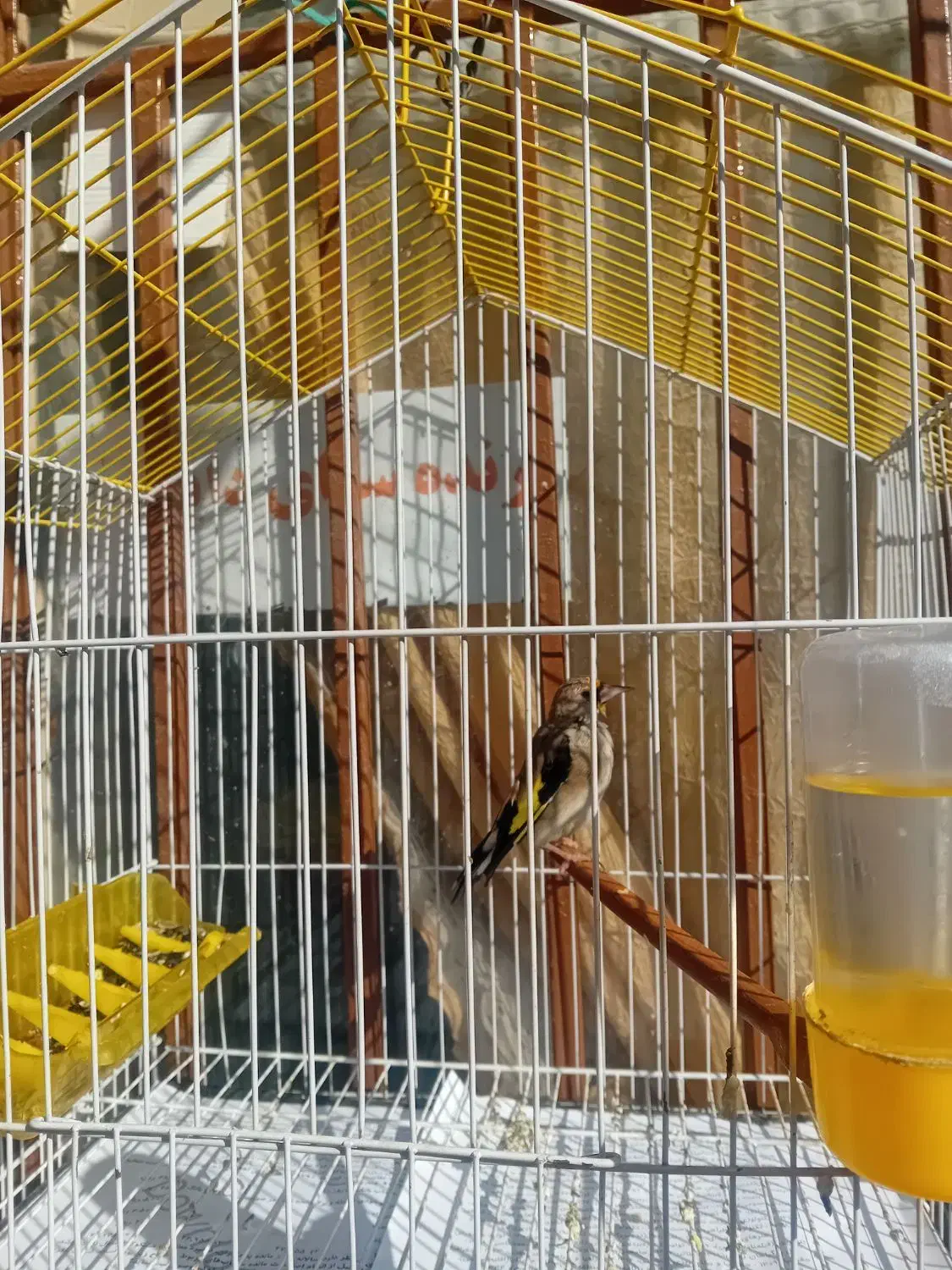 چند جفت مولد روی تخم|پرنده|بجنورد, |دیوار